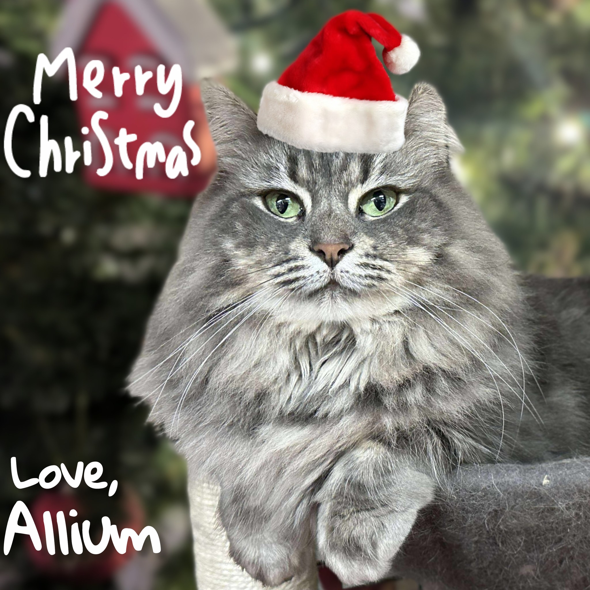 Coventry Cat Group eCards